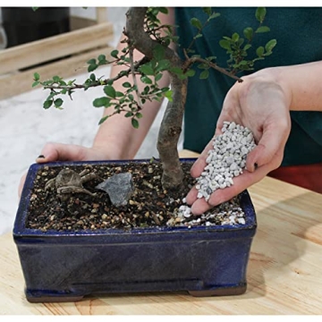 Horticultural Bonsai Pumice for Healthier Plants 4 Quarts