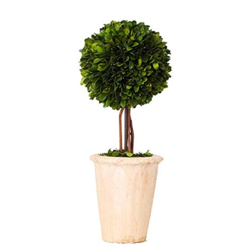 Elegant Preserved Boxwood Topiary in Terracotta Planter, 16" Tall