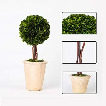 Preserved Boxwood Double Ball Topiary for Home Decor