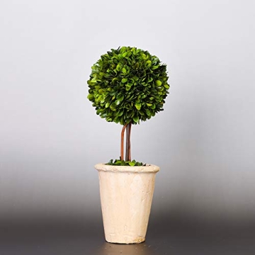Preserved Boxwood Double Ball Topiary for Home Decor
