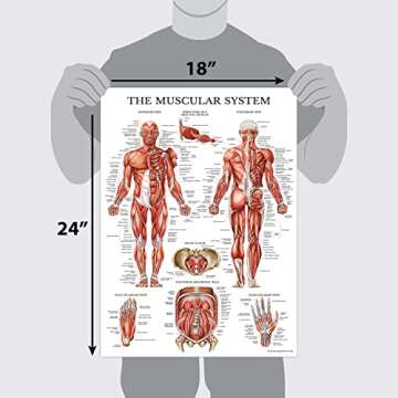 Palace Learning 3 Pack - Muscle + Skeleton + Periodic Table of the Elements for Kids Poster Set - Laminated - 18" x 24"
