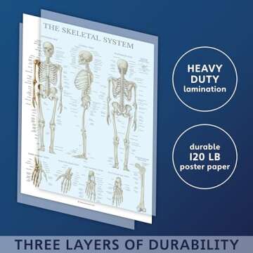 Palace Learning 3 Pack - Muscle + Skeleton + Periodic Table of the Elements for Kids Poster Set - Laminated - 18" x 24"