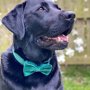 Stylish PETDURO Custom Dog Collar with Engraved Buckle