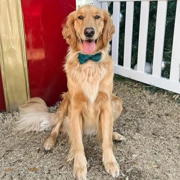 Stylish PETDURO Custom Dog Collar with Engraved Buckle