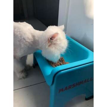 Fluff Trough Elevated Dog Bowl for Food | 5inch Tall Cat & Dog Feeding Station | Vet Approved Non-Toxic Silicone Feeder Bowl Insert | Raised Bowl for Medium and Small Dog/Pet with Flat Face (Teal)