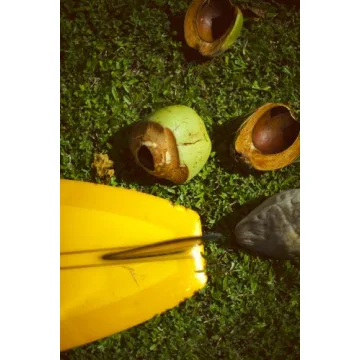 Waioli Coconut Water Pack of 12 Enhanced Hydration