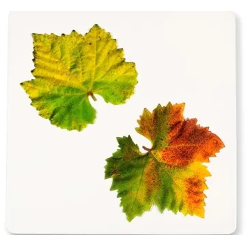 Parchment Paper Leaves for Cheese & Charcuterie Boards - Sisson Distribution Leaves (Pack of 20) (Grape Variety). Made in USA with French Parchment Paper.