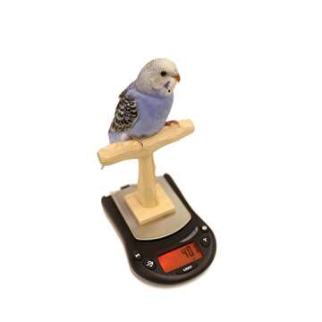Mini NU Perch Parakeet Training Scale - Small Parrots & Parakeets