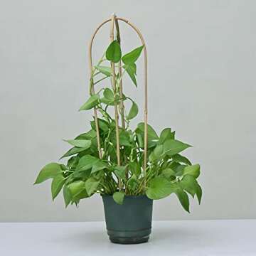 10 Pack, Handmade 24 in. Bamboo U Trellis Hoop Stakes for Garden, 2ft Bamboo U Shaped Trellis for Potted Plants Climbing
