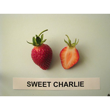 25 Sweet Charlie Strawberry Plants - Easy to Grow & Sweet Fruit