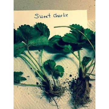 25 Sweet Charlie Strawberry Plants - Easy to Grow & Sweet Fruit