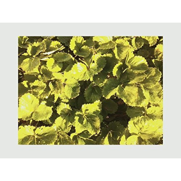 25 Sweet Charlie Strawberry Plants - Easy to Grow & Sweet Fruit