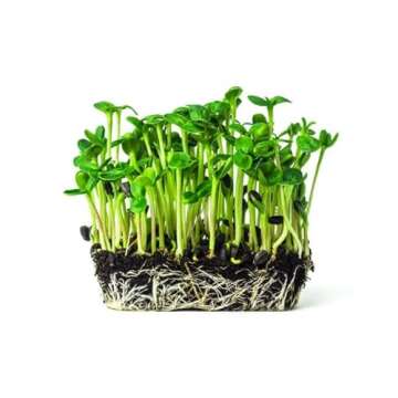 Rex Products Black Oil Sunflower Seed 4LB for Birds