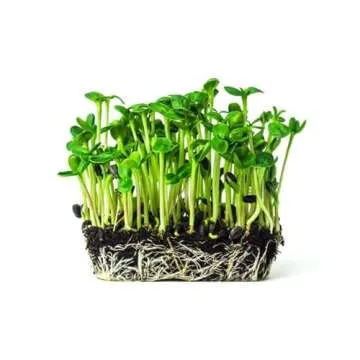 Rex Products Black Oil Sunflower Seed 4LB for Birds