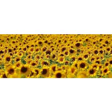 Rex Products Black Oil Sunflower Seed 4LB for Birds