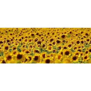 Rex Products Black Oil Sunflower Seed 4LB for Birds