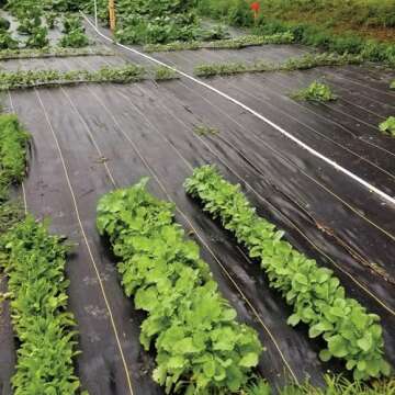 Dewitt Weed & Mulch Barrier Landscape Woven Fabric Ground Cover, 6' x 300'