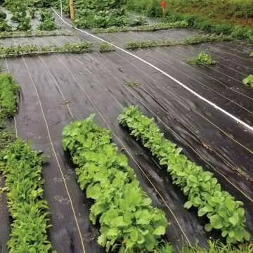 DeWitt 6' x 300' Weed Barrier for Pristine Gardens