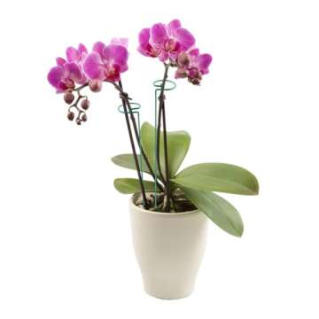 Green 16 inch Single Stem Plant Stakes Flower Support Rings, Pack of 20 Plant Support Stakes, Flower Support Hoops Garden Plant Prop for Amaryllis Orchid Lily Rose Peony Gladiolus