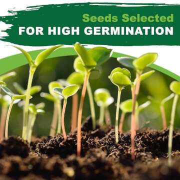 TKE Farms & Gardens - Toothache Plant Seeds for Planting, 1000 Non-GMO Heirloom Buzz Button Seeds, Electric Daisy, Szechuan Button, Includes Easy Growing Instructions, 250mg Packet, Qty 1