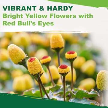 TKE Farms & Gardens - Toothache Plant Seeds for Planting, 1000 Non-GMO Heirloom Buzz Button Seeds, Electric Daisy, Szechuan Button, Includes Easy Growing Instructions, 250mg Packet, Qty 1