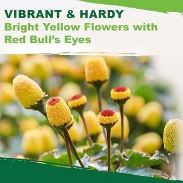 TKE Farms & Gardens - Toothache Plant Seeds for Planting, 1000 Non-GMO Heirloom Buzz Button Seeds, Electric Daisy, Szechuan Button, Includes Easy Growing Instructions, 250mg Packet, Qty 1