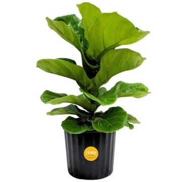 Costa Farms Fiddle Leaf Fig Live Indoor Plant 1-2 Feet Tall