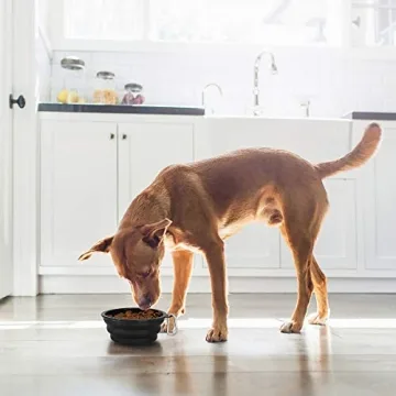 Kytely Collapsible Dog Bowls 2 Pack for Travel & Outdoor