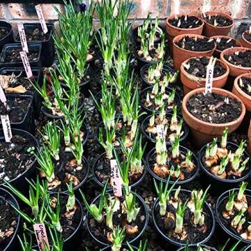 Zkptops 50Pcs Plant Labels 6 Inch Wooden Plant Tags Waterproof Garden Markers Plant Markers Garden Labels Sticks Eco-Friendly Wooden Plant Sign Stakes Sticks for Seed Pot Herbs Flowers Vegetables