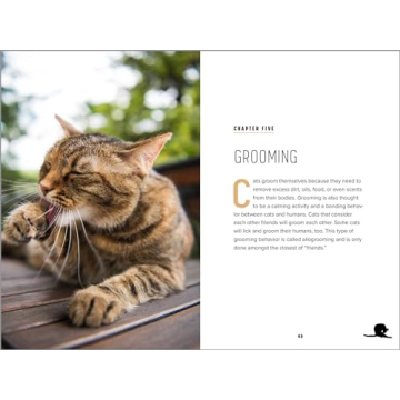 Understanding Cat Behavior Guide for Pet Owners
