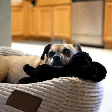 Original Snuggle Puppy Junior. Heartbeat Behavioral Aid Puppy Toy. Puppy Heartbeat Toy Sleep Aid (Black)