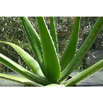 Two Aloe Vera Leaf Cuttings 2 Pounds !!