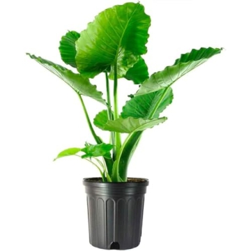 Alocasia California Elephant Ear Plant for Modern Interiors