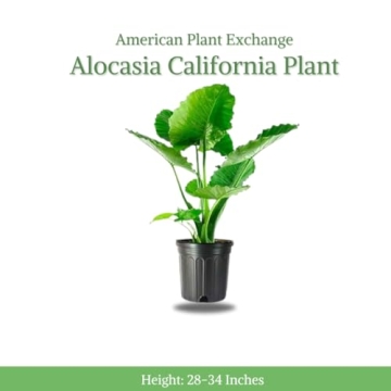Alocasia California Elephant Ear Plant for Modern Interiors