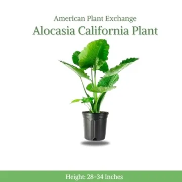 Alocasia California Elephant Ear Plant for Modern Interiors