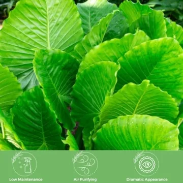 Alocasia California Elephant Ear Plant for Modern Interiors