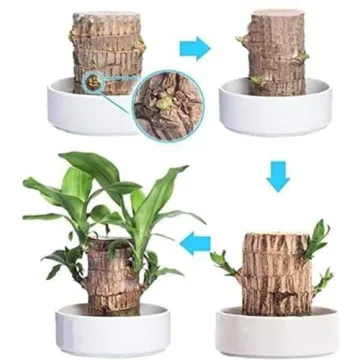 YEBLEM Brazilian Wood Plant,Fortune Brazil Wood Potted Plant,Brazilian Wood Hydroponic Plant, Brazilian Lucky Wood,Mini Brazil Wood for Desktop Decoration, with Plastic Tray (D)