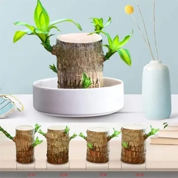 YEBLEM Brazilian Wood Plant,Fortune Brazil Wood Potted Plant,Brazilian Wood Hydroponic Plant, Brazilian Lucky Wood,Mini Brazil Wood for Desktop Decoration, with Plastic Tray (D)