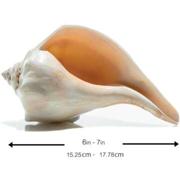 Conch Shell Decor - Seashell Decor - 7-8" Large Atlantic Whelk Sea Shell - Shells for Decoration - Large Seashells for Crafts - Magic Conch Shell