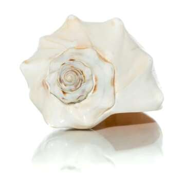 Conch Shell Decor - Seashell Decor - 7-8" Large Atlantic Whelk Sea Shell - Shells for Decoration - Large Seashells for Crafts - Magic Conch Shell