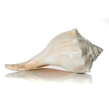 Conch Shell Decor - Seashell Decor - 7-8" Large Atlantic Whelk Sea Shell - Shells for Decoration - Large Seashells for Crafts - Magic Conch Shell
