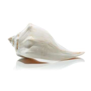 Conch Shell Decor - Seashell Decor - 7-8" Large Atlantic Whelk Sea Shell - Shells for Decoration - Large Seashells for Crafts - Magic Conch Shell