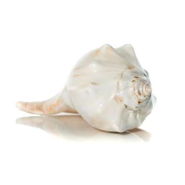 Conch Shell Decor - Seashell Decor - 7-8" Large Atlantic Whelk Sea Shell - Shells for Decoration - Large Seashells for Crafts - Magic Conch Shell