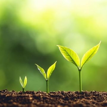 Jobe's Organic Fertilizer for Healthy, Vibrant Blooms