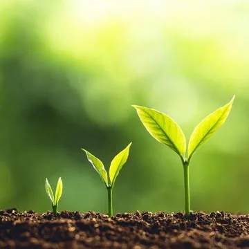 Jobe's Organic Fertilizer for Healthy, Vibrant Blooms