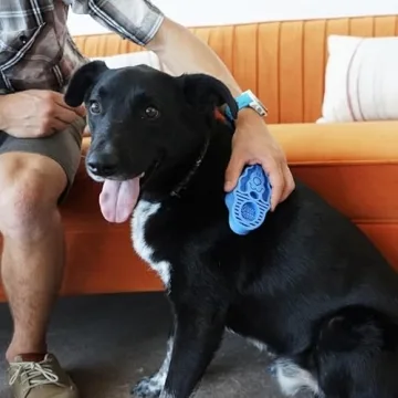 KONG Zoom Groom Brush - Gentle and Effective Doggy Grooming