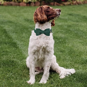 Babole Adjustable Green Dog Collar with Bow Tie
