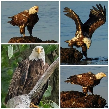 Ultra Telephoto 420-800mm F8.3 Lens for Nikon DSLRs