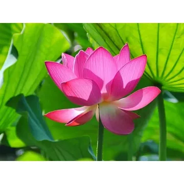 Ultra Telephoto 420-800mm F8.3 Lens for Nikon DSLRs