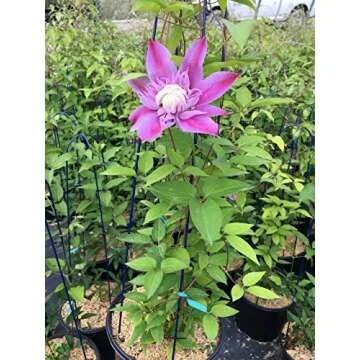Raymond Evison Clematis Josephine - Stunning Double Lilac Pink Flowers in 8" Size Container